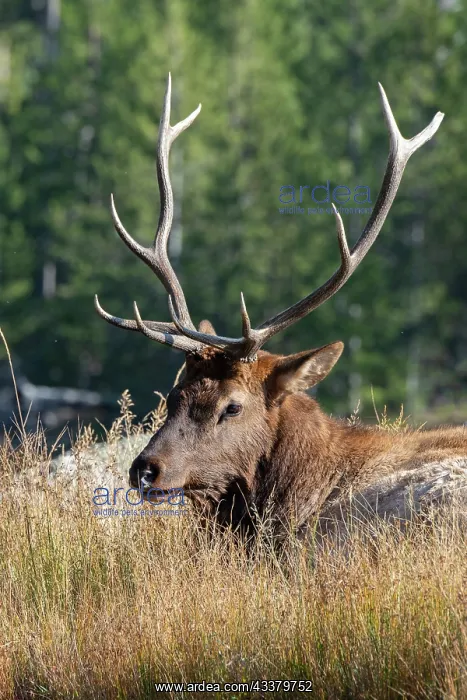 : USA, Wyoming, Yellowstone National Park, Madison : USA, Wyoming, Yellowstone National Park, Madison
