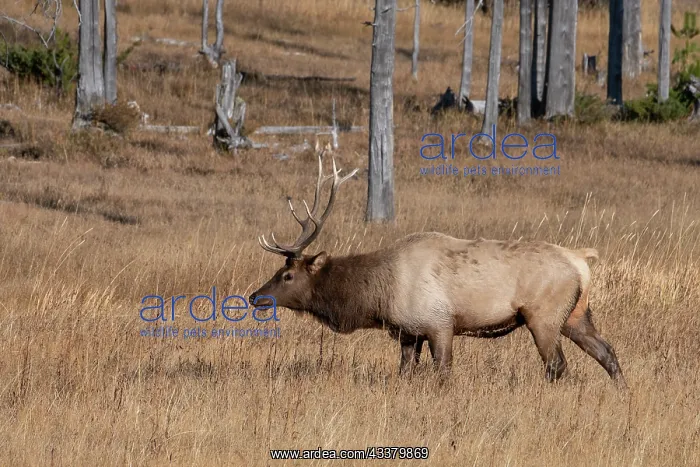 : USA, Wyoming, Yellowstone National Park, Madison : USA, Wyoming, Yellowstone National Park, Madison