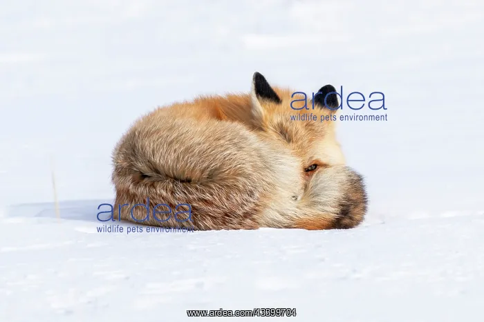 : USA, Wyoming, Yellowstone National Park, red fox : USA, Wyoming, Yellowstone National Park, red fox
