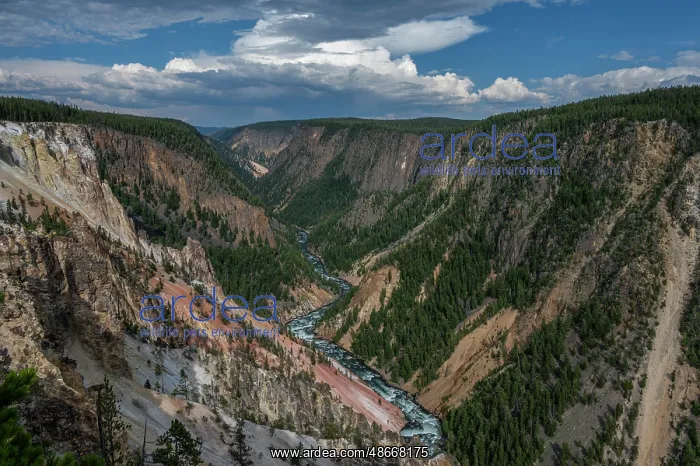 : USA, Wyoming. Yellowstone River and Grand Canyon : USA, Wyoming. Yellowstone River and Grand Canyon