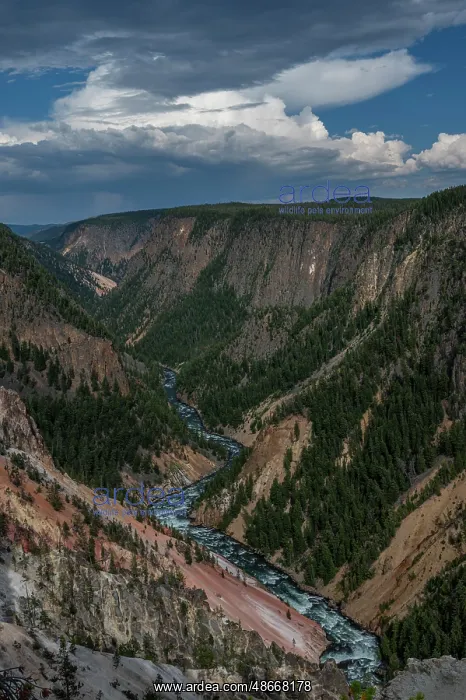 : USA, Wyoming. Yellowstone River and Grand Canyon : USA, Wyoming. Yellowstone River and Grand Canyon
