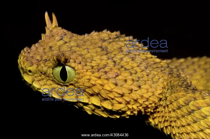 : Usambara Eyelash Bush Viper : Usambara Eyelash Bush Viper