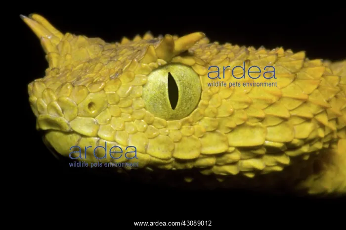 : Usambara Eyelash Bush Viper : Usambara Eyelash Bush Viper