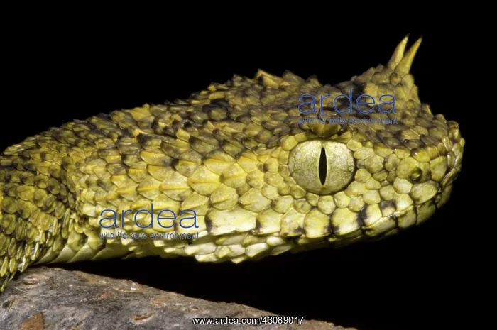 : Usambara Eyelash Bush Viper : Usambara Eyelash Bush Viper