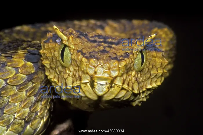 : Usambara Eyelash Bush Viper : Usambara Eyelash Bush Viper