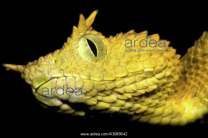 : Usambara Eyelash Bush Viper : Usambara Eyelash Bush Viper