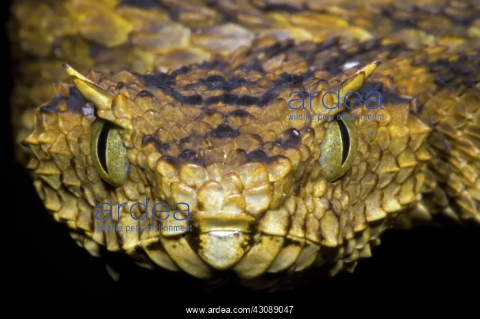: Usambara Eyelash Bush Viper : Usambara Eyelash Bush Viper