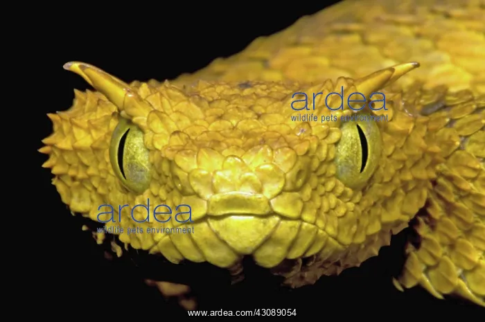 : Usambara Eyelash Bush Viper : Usambara Eyelash Bush Viper