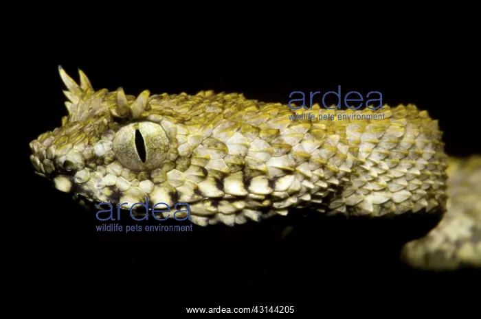 : Usambara Eyelash Bush Viper : Usambara Eyelash Bush Viper