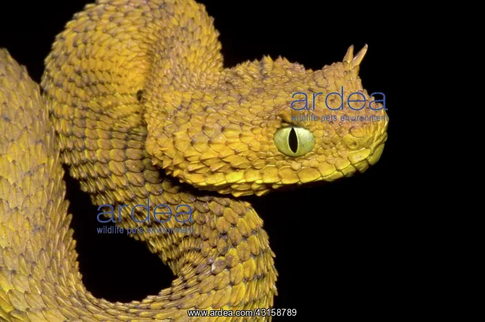 : Usambara Eyelash Bush Viper : Usambara Eyelash Bush Viper