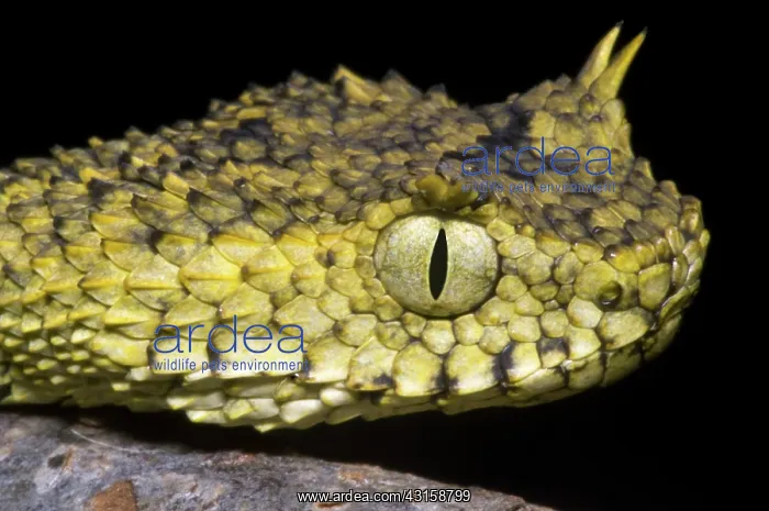 : Usambara Eyelash Bush Viper : Usambara Eyelash Bush Viper