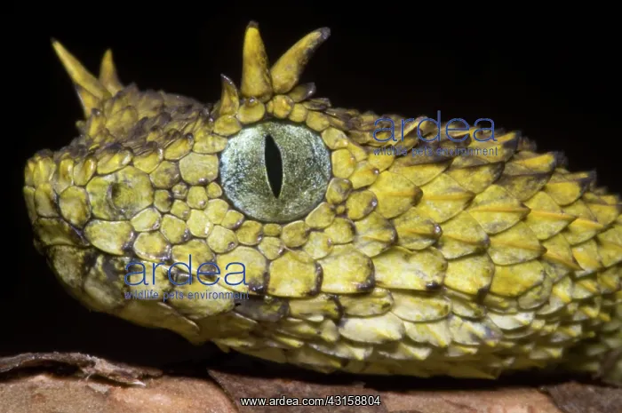 : Usambara Eyelash Bush Viper : Usambara Eyelash Bush Viper