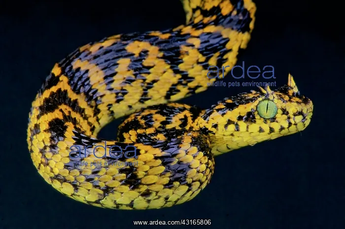 : Usambara eyelash viper (Atheris ceratophora), Tanzania : Usambara eyelash viper (Atheris ceratophora), Tanzania