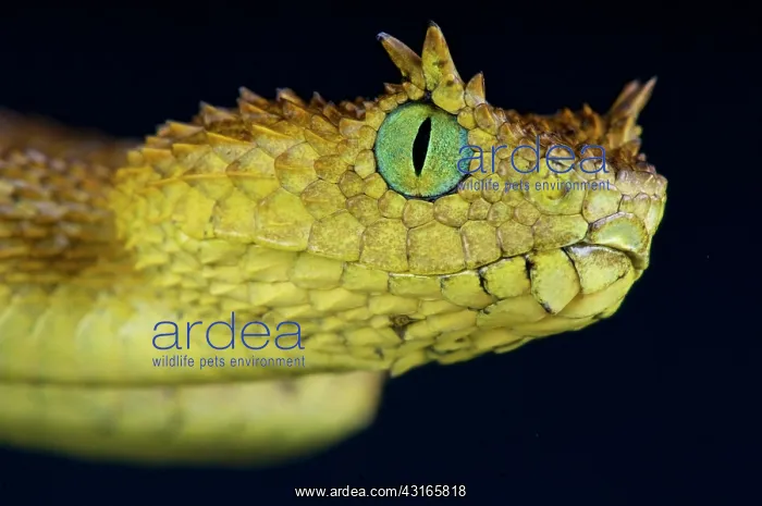 : Usambara eyelash viper (Atheris ceratophora), Tanzania : Usambara eyelash viper (Atheris ceratophora), Tanzania