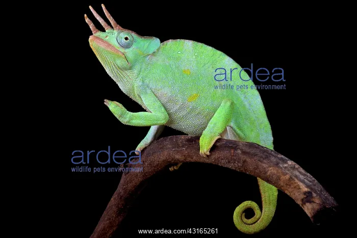 : Usambara Giant Three-Horned Chameleon (Trioceros : Usambara Giant Three-Horned Chameleon (Trioceros