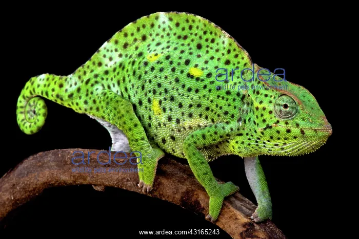: Usambara Giant Three-Horned Chameleons (Trioceros : Usambara Giant Three-Horned Chameleons (Trioceros