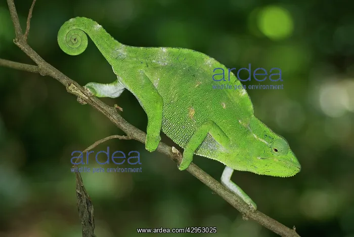 : Usambara Three Horned Chameleon - female : Usambara Three Horned Chameleon - female