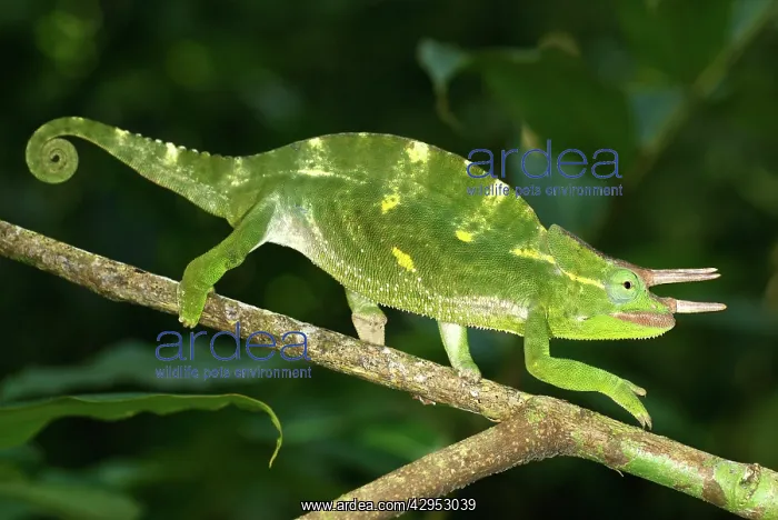 : Usambara three horned Chameleon - male : Usambara three horned Chameleon - male