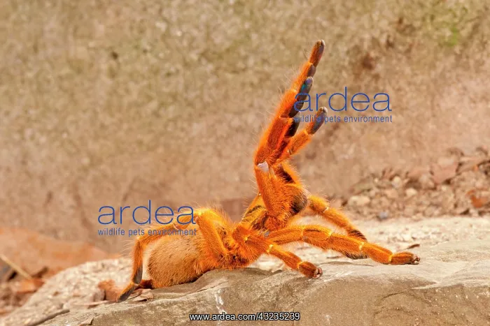 : Usambara Orange Baboon Spider, Pternochilus : Usambara Orange Baboon Spider, Pternochilus