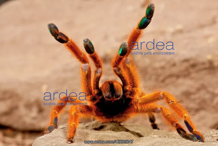 : Usambara Orange Baboon Spider, Pternochilus : Usambara Orange Baboon Spider, Pternochilus