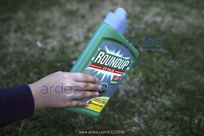 : Use of Glyphosate (Roundup) weed killer in a garden : Use of Glyphosate (Roundup) weed killer in a garden