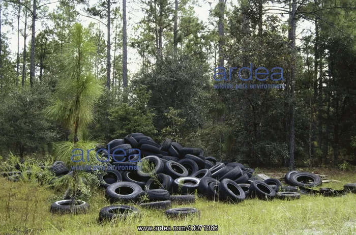 : Used Tires Illegally Dumped in Forest : Used Tires Illegally Dumped in Forest