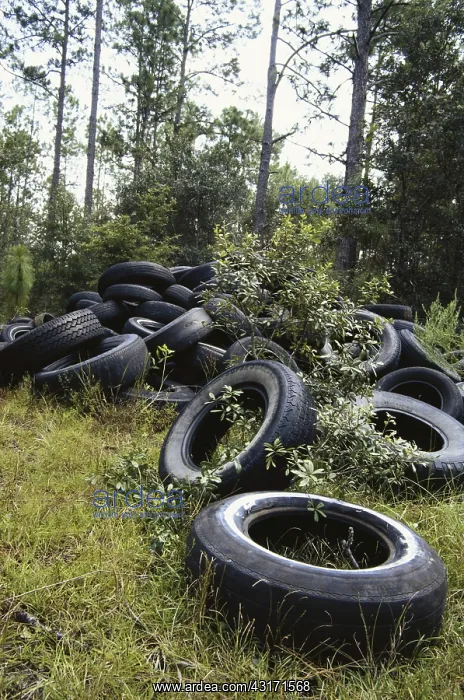 : Used Tires Illegally Dumped in Forest : Used Tires Illegally Dumped in Forest