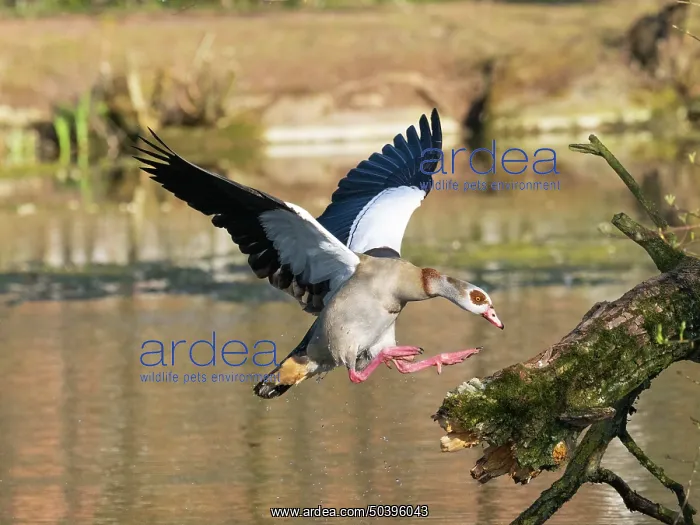  : USH. Ardea Picture Library Contributors: USH