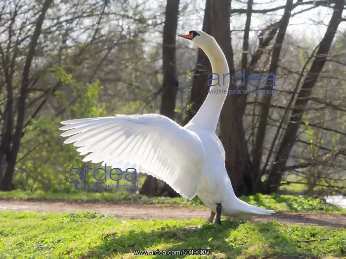  : USH. Ardea Picture Library Contributors: USH