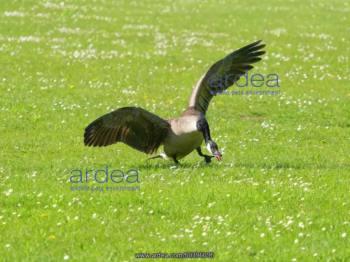  : USH. Ardea Picture Library Contributors: USH