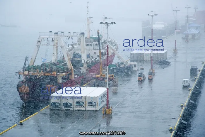 : Ushuaia dock unloading fish in snow storm : Ushuaia dock unloading fish in snow storm