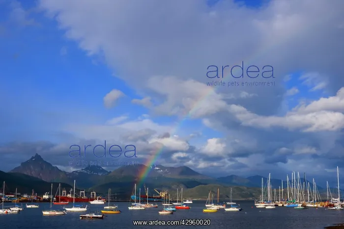 : Ushuaia Harbour - rainbow over yachts and view : Ushuaia Harbour - rainbow over yachts and view