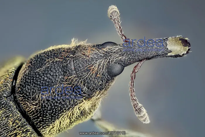: They are usually small, less than 6 millimetres : They are usually small, less than 6 millimetres