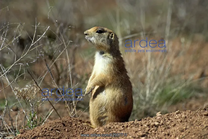 : Utah Prairie Dog : Utah Prairie Dog