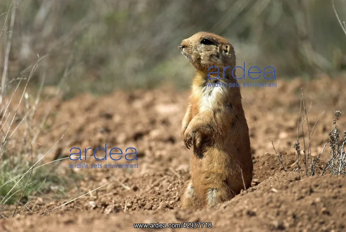  : Utah Prairie Dog