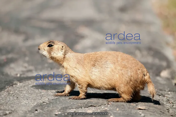 : Utah Prairie Dog : Utah Prairie Dog