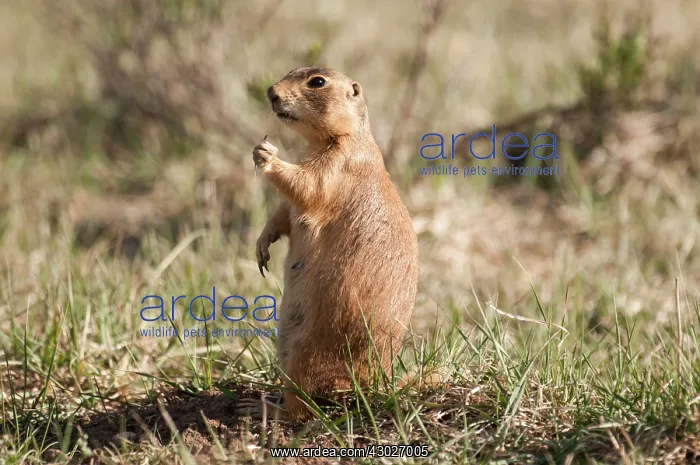 : Utah Prairie Dog : Utah Prairie Dog