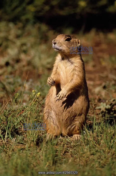 : Utah Prairie Dog - alert : Utah Prairie Dog - alert