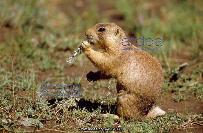 : UTAH PRAIRIE DOG - chewing : UTAH PRAIRIE DOG - chewing