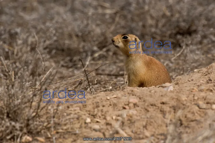 : Utah prairie dog (Cynomys parvidens). Near Panguitch : Utah prairie dog (Cynomys parvidens). Near Panguitch