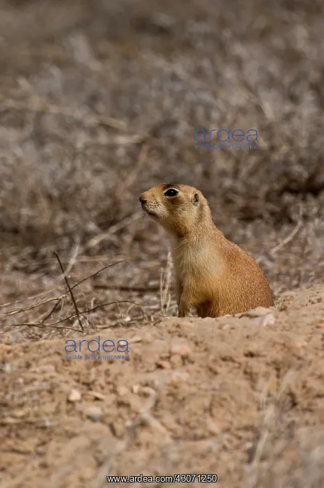 : Utah prairie dog (Cynomys parvidens). Near Panguitch : Utah prairie dog (Cynomys parvidens). Near Panguitch