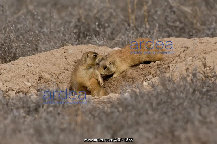: Utah prairie dog (Cynomys parvidens). Near Panguitch : Utah prairie dog (Cynomys parvidens). Near Panguitch