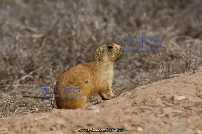 : Utah prairie dog (Cynomys parvidens). Near Panguitch : Utah prairie dog (Cynomys parvidens). Near Panguitch
