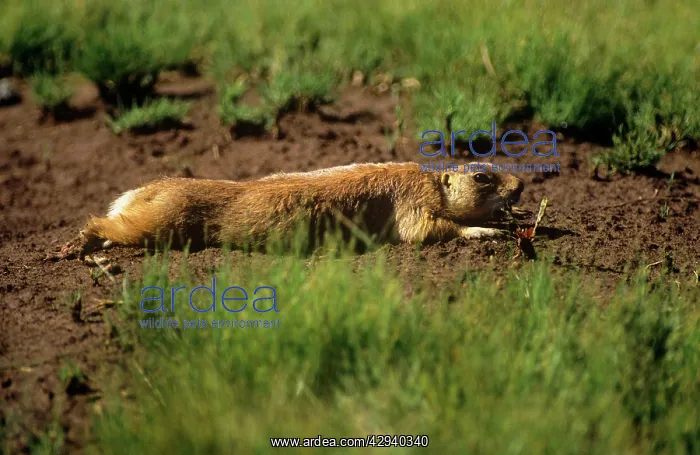 : Utah Prairie Dog - lying on the groundS : Utah Prairie Dog - lying on the groundS