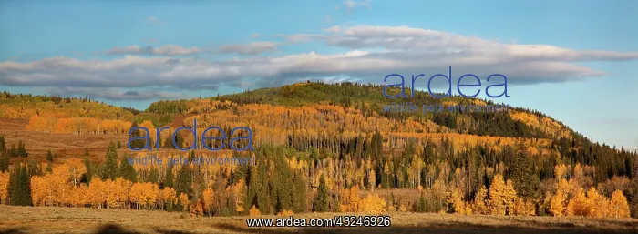 : Utah; Uintah National Forest, Lambert Hollow : Utah; Uintah National Forest, Lambert Hollow
