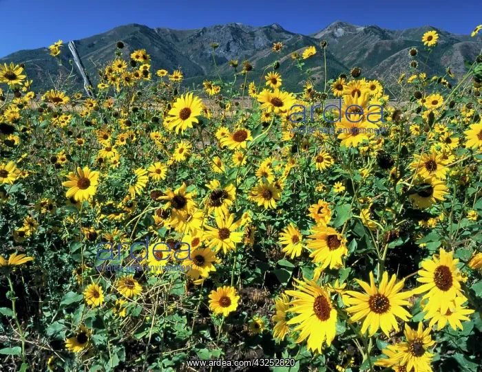 : Utah. USA. Common sunflower (Helianthus : Utah. USA. Common sunflower (Helianthus