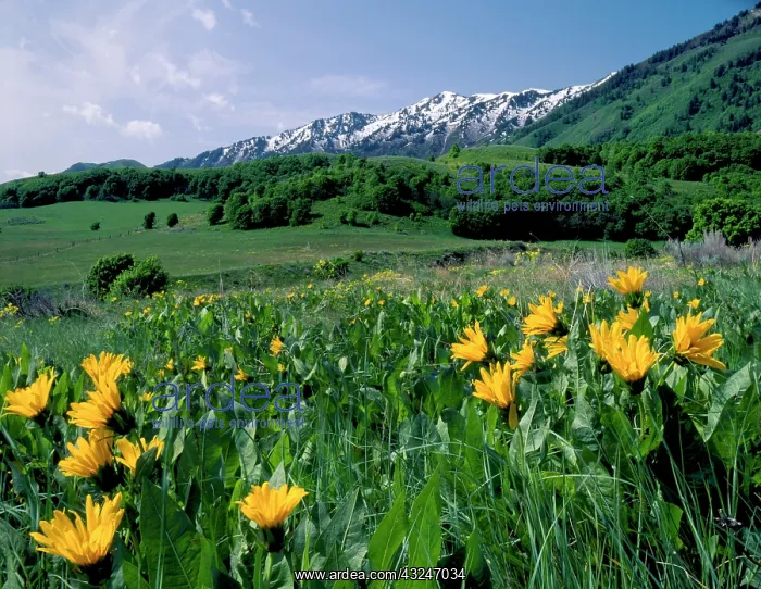 : Utah. USA. Mules ears (Wyethia amplexicaulis) : Utah. USA. Mules ears (Wyethia amplexicaulis)