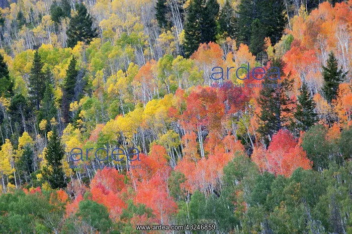  : Utah; Wasatch-Cache National Forest, aspen