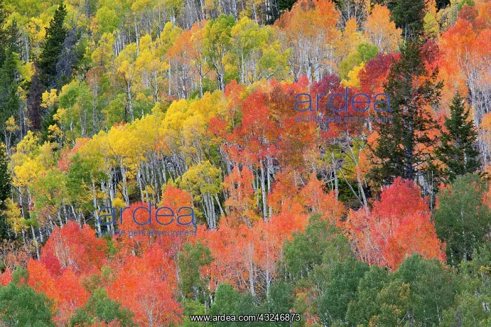 : Utah; Wasatch-Cache National Forest, aspen : Utah; Wasatch-Cache National Forest, aspen
