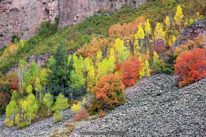 : Utah; Wasatch-Cache National Forest, aspen : Utah; Wasatch-Cache National Forest, aspen